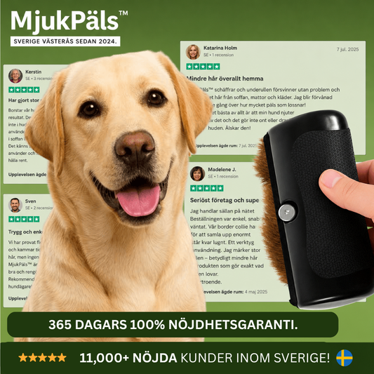 MjukPäls™ – Hundborste som stoppar fällning och håller hemmet rent